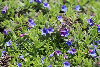 Steinsame - Lithodora diffusa