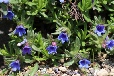 Steinsame - Lithodora diffusa