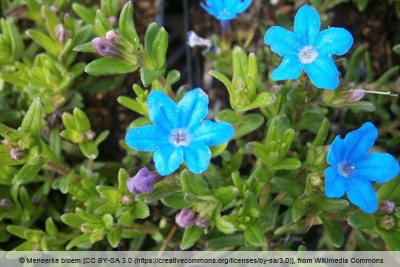 Steinsame - Lithodora diffusa 'Heavenly Blue'