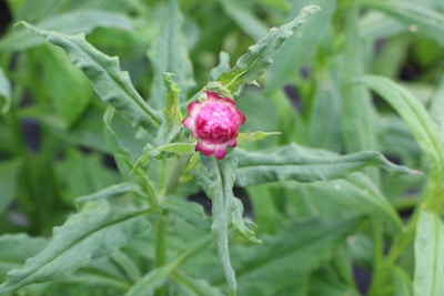 Strohblume - Helichrysum 