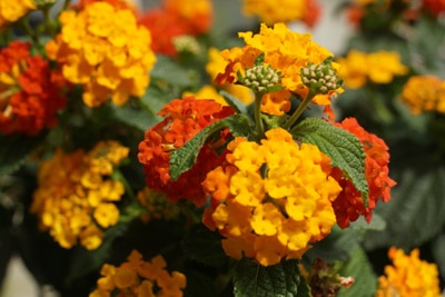 Wandelröschen-Lantana-Camara