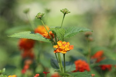 Lantana-Camara