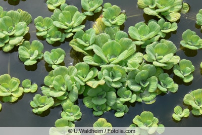 Wassersalat - Pistia stratoides 