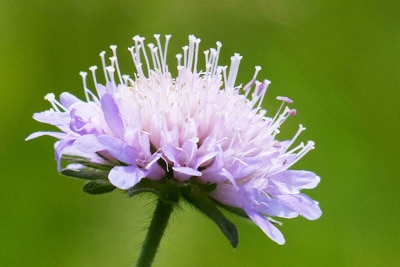 Witwenblume - Knautia arvensis