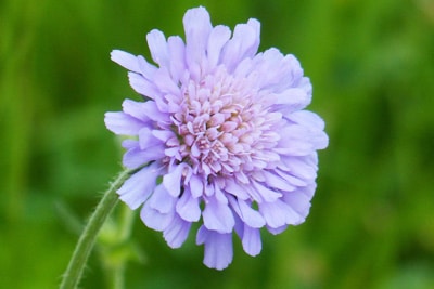 Witwenblume - Knautia arvensis