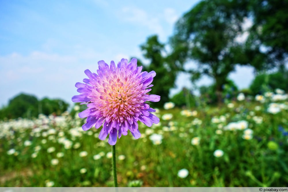 Witwenblume - Knautia arvensis