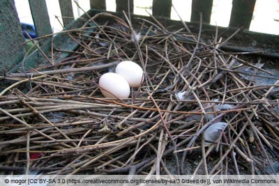 Nest einer Stadttaube mit 2 Eiern