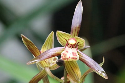 Kahnorchidee - Cymbidium