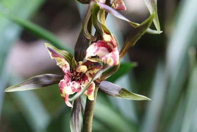 Kahnorchidee - Cymbidium