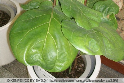 Geigenfeige - Ficus lyrata