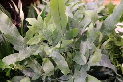 Goldtüpfelfarn - Phlebodium aureum 