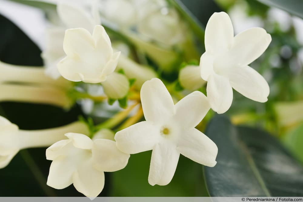 Kranzschlinge - Stephanotis floribunda