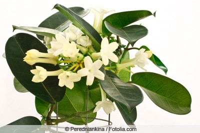 Kranzschlinge - Stephanotis floribunda