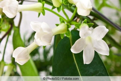 Kranzschlinge - Stephanotis floribunda