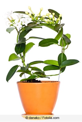 Kranzschlinge - Stephanotis floribunda