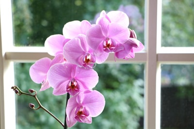 Schmetterlingsorchidee - Phalaenopsis