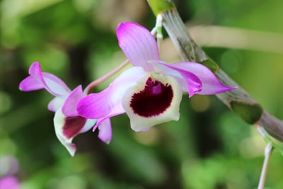 Dendrobium-Orchidee