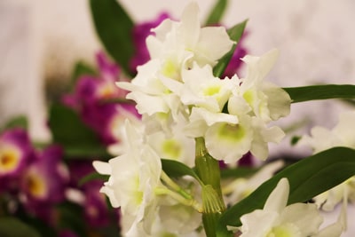 Dendrobium-Orchidee