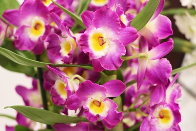 Dendrobium-Orchidee