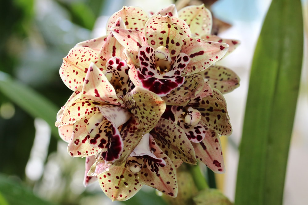 Kahnorchidee - Cymbidium orchidee