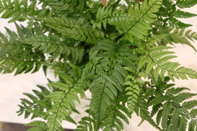 Schildfarn - Polystichum