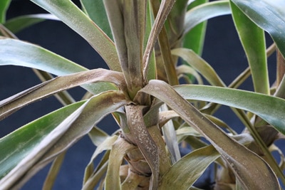 Yucca-Palme mit Wurzelfäule