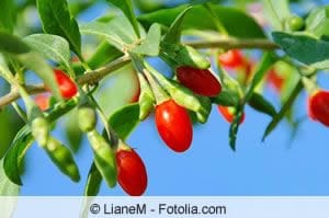 Goji-Beeren