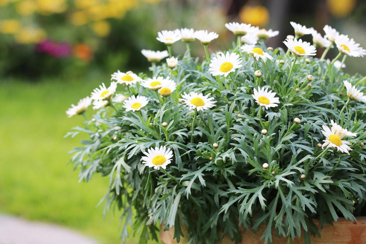 Margeriten im Kübel überwintern