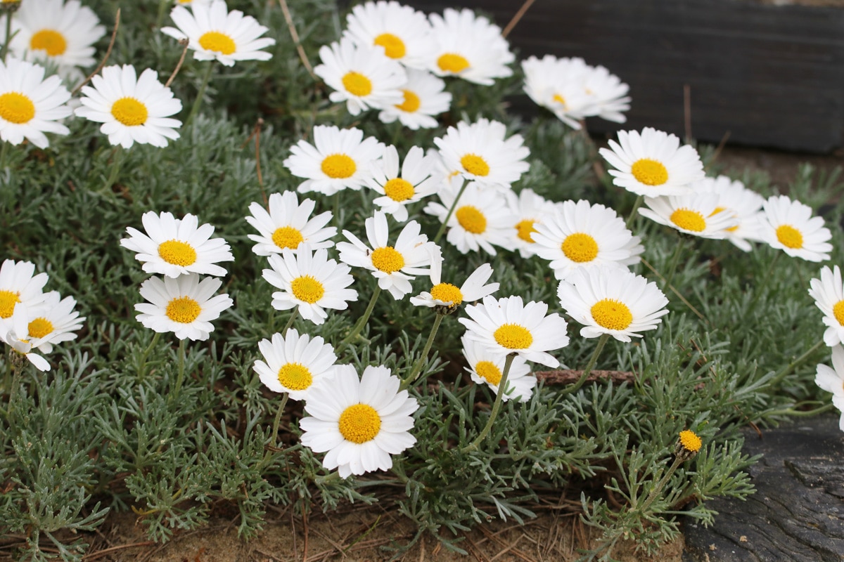 Margeriten im Garten