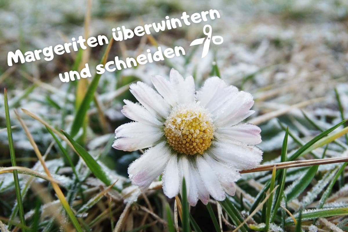 Margeriten schneiden und überwintern