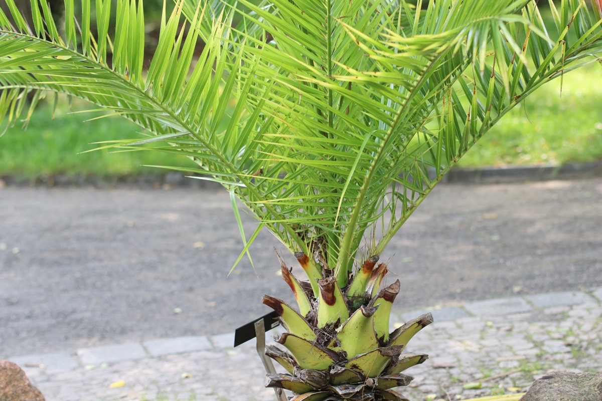 Palmenpflege im Winter - Washingtonia