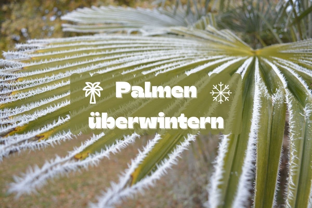 Palmen überwintern