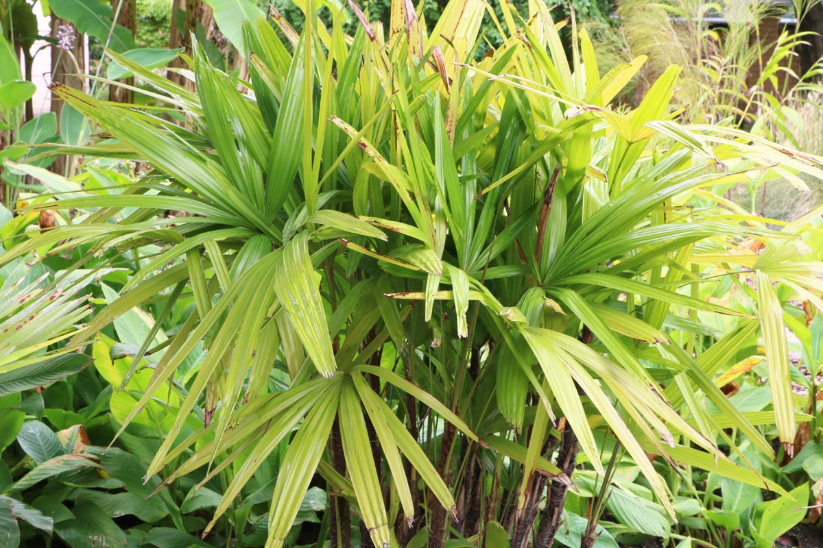 Steckenpalme - Rhapis excelsa