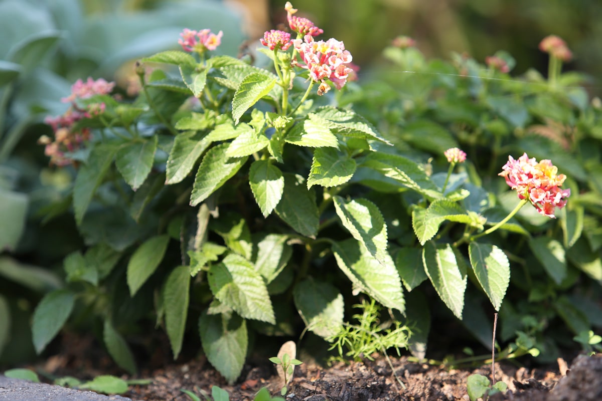 Wandelröschen überwintern - Lantana camara im Garten