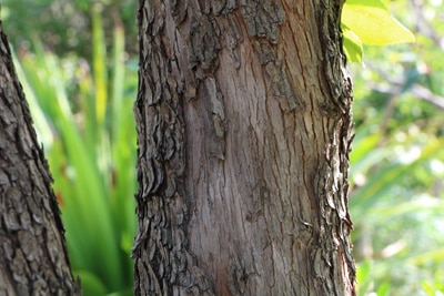 Stamm des westlichen Erdbeerbaums