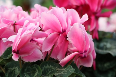 Alpenveilchen - Cyclamen