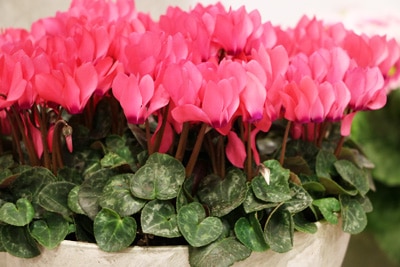 Alpenveilchen - Cyclamen