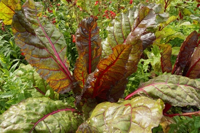 Mangold im Garten