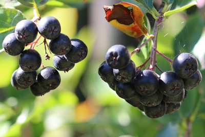 Apfelbeere mit krankem Blatt