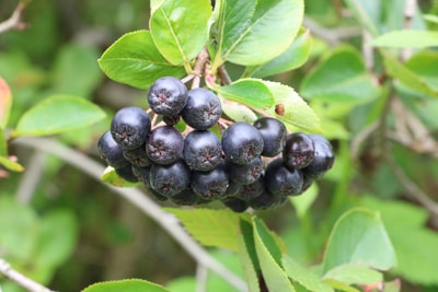 Aronia prunifolia - Apfelbeere