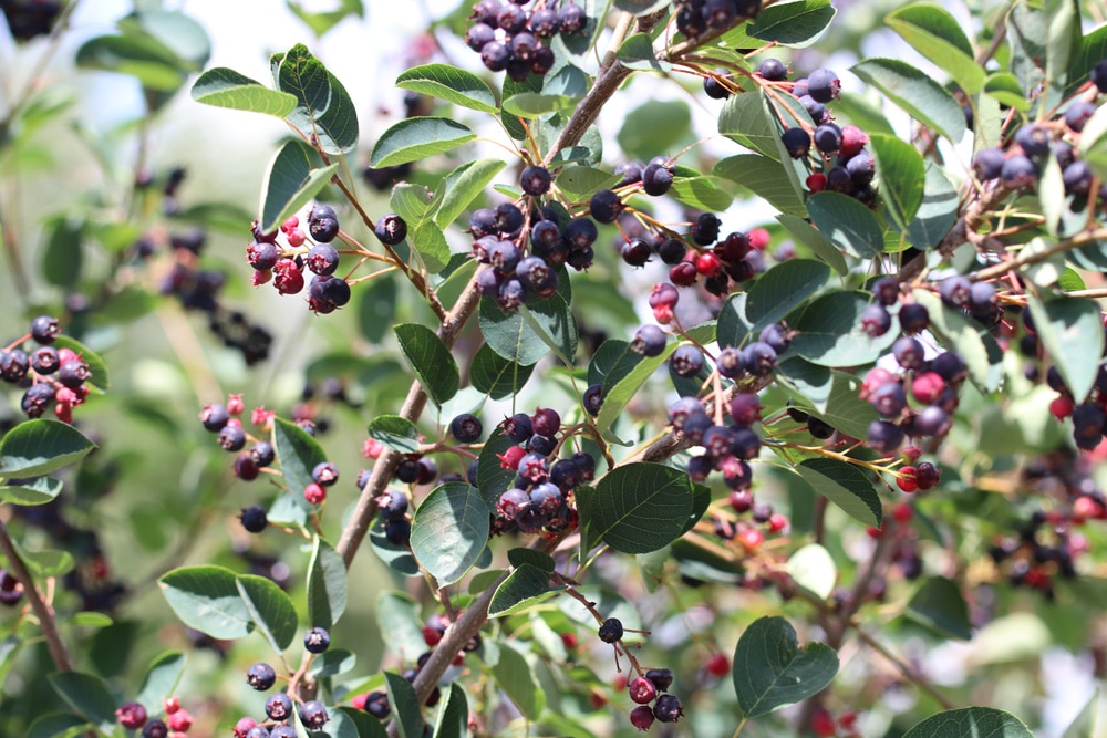 Aronia prunifolia - Apfelbeere