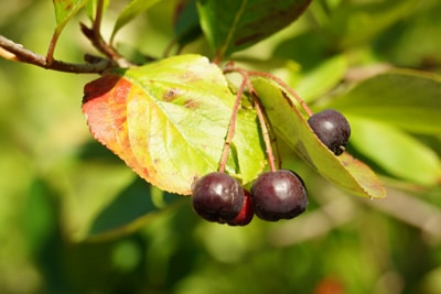 Aronia melanocarpa - Schwarze Apfelbeere