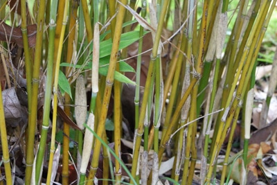 Bambus benötigt Rhizomsperre