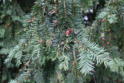 Eibe - Gemeine Eibe - Taxus baccata