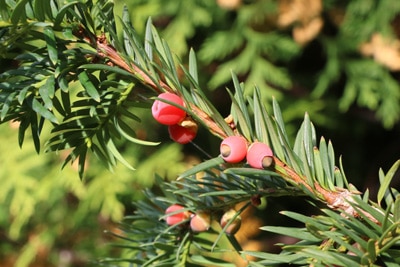 Eibe - Gemeine Eibe - Taxus baccata