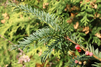 Eibe - Gemeine Eibe - Taxus baccata