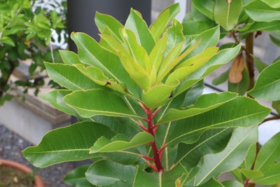 Erdbeerbaum - Arbutus unedo 