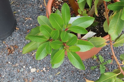 Erdbeerbaum - Arbutus unedo 