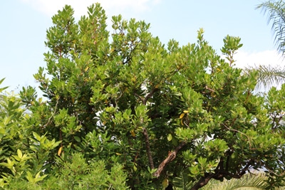 Erdbeerbaum - Arbutus unedo 