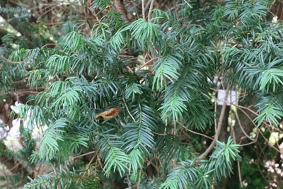 Eibe - Gemeine Eibe - Taxus baccata